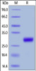Mouse CD27 Ligand, His Tag (active trimer) (MALS verified) on SDS-PAGE under reducing (R) condition. The gel was stained overnight with Coomassie Blue. The purity of the protein is greater than 95%.